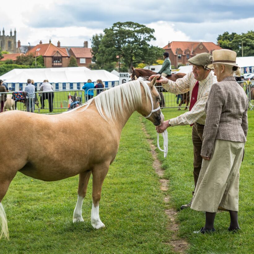 Welsh Pony Classes – Section A – Sedgefield Show